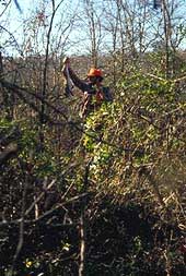 Rabbit hunter in the field holding up a rabbit