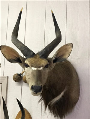 1 mount antelope 300