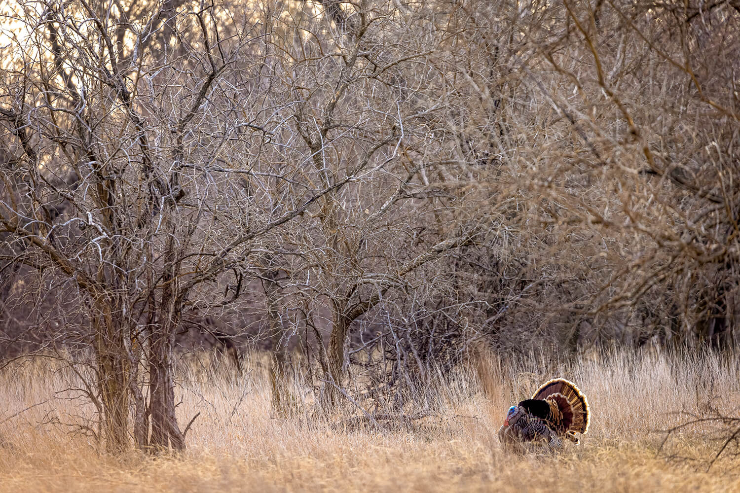 A Kansas Rio Grande gobbler full strut