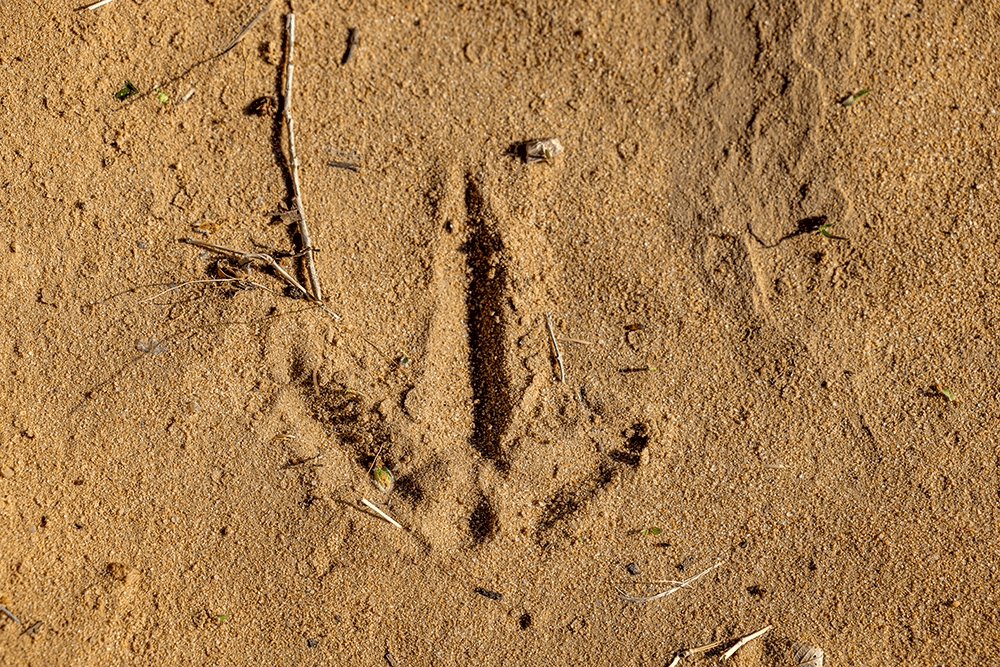 The footprint of a Rio Grande turkey in the sands of a Kansas creek bottom