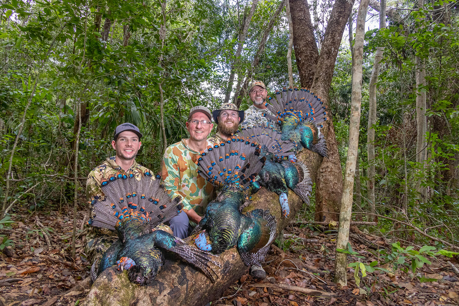 A tropical turkey hunt in the rainforests of Campeche, Mexico