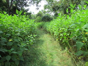 A thicket area with a trail through it