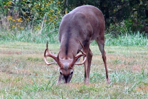 deer grazing