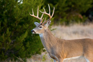 Whitetail deer - buck