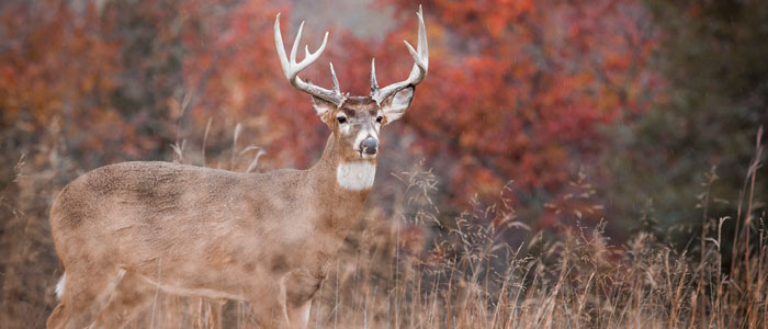 Large buck