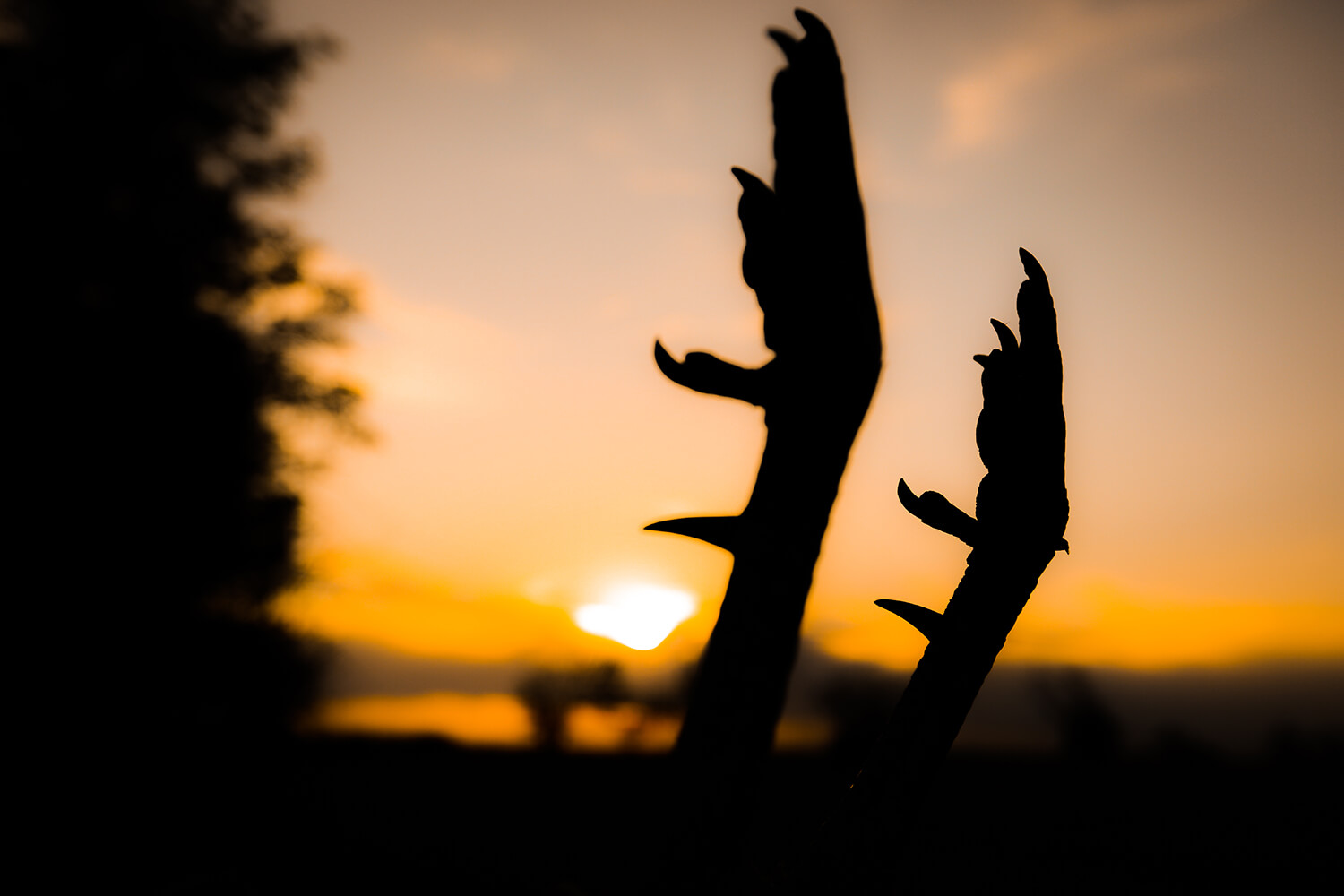 The sun sets on a successful Club Rio Grande Turkey adventure in Kansas.