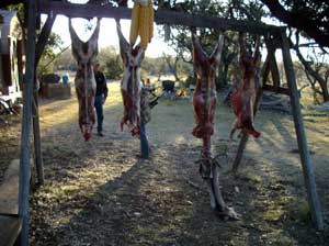 Several deer carcasses hanging from poles