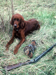 Dog laying by harvested grouse and shotgun