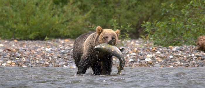 BCGrizzlyBear CoastalFirstNations