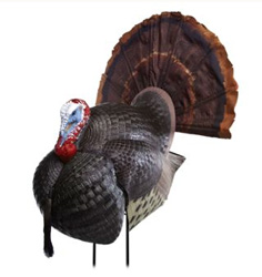 BasicsTurkeyHuntingP2 RHStruttingTomDecoy