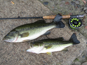 BassBugsBucketmouths blog