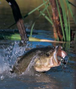 Keys to Largemouth Bass Fishing