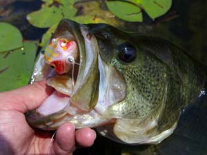 Bass with a frog bait in its mouth