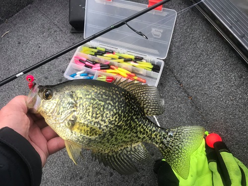 Nice Black Crappie Caught on a Muddy Water Bait 