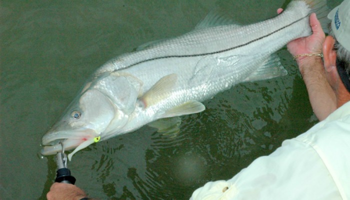 Big Snook release