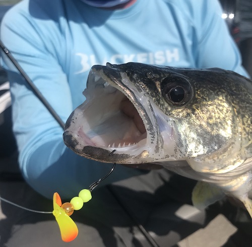 Bottom Bouncer Rig for Walleye: Set Up Guide + How to Fish