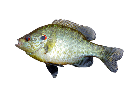 Side view of a reddear sunfish