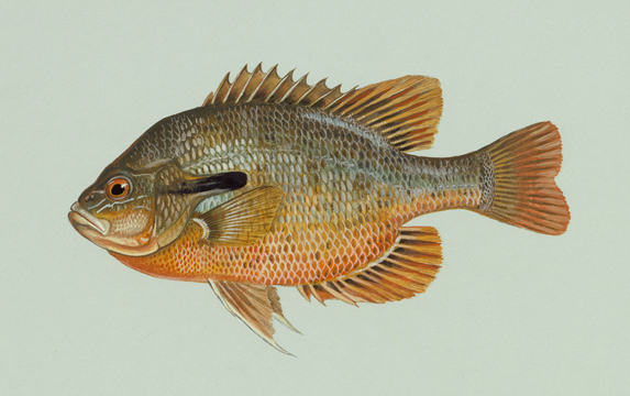 Side view of Redbreast Sunfish, photo by Duane Raver, USFWS