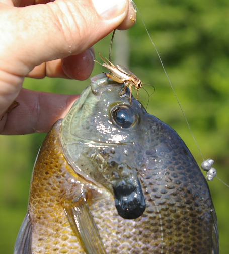 Bluegill fish hooked on a cricket live lure