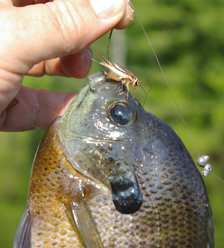 Bream Part 2 – Hook in Mouth Tackle