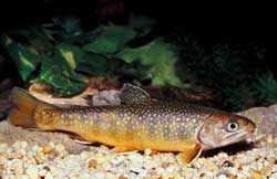 BrookTrout sm