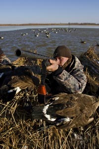 Canada Goose Hunting Basics, How & Where to Hunt