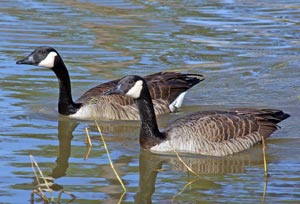 Canada goose shop used zone