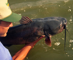 4 Weird Baits That Catch Catfish