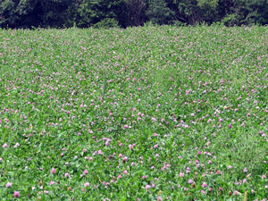 ChoosingFoodPlotForages redclover