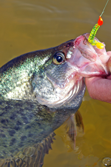 Wading For Crappie : Fishing Shallow for Springtime Crappie