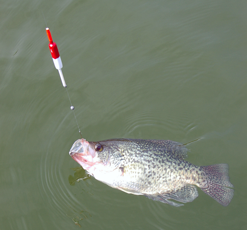 Crappie hooked on a fishing rig