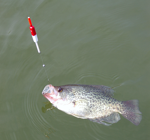 The crappie spawn is on!! It won't last! Jig and bobber from the bank! 