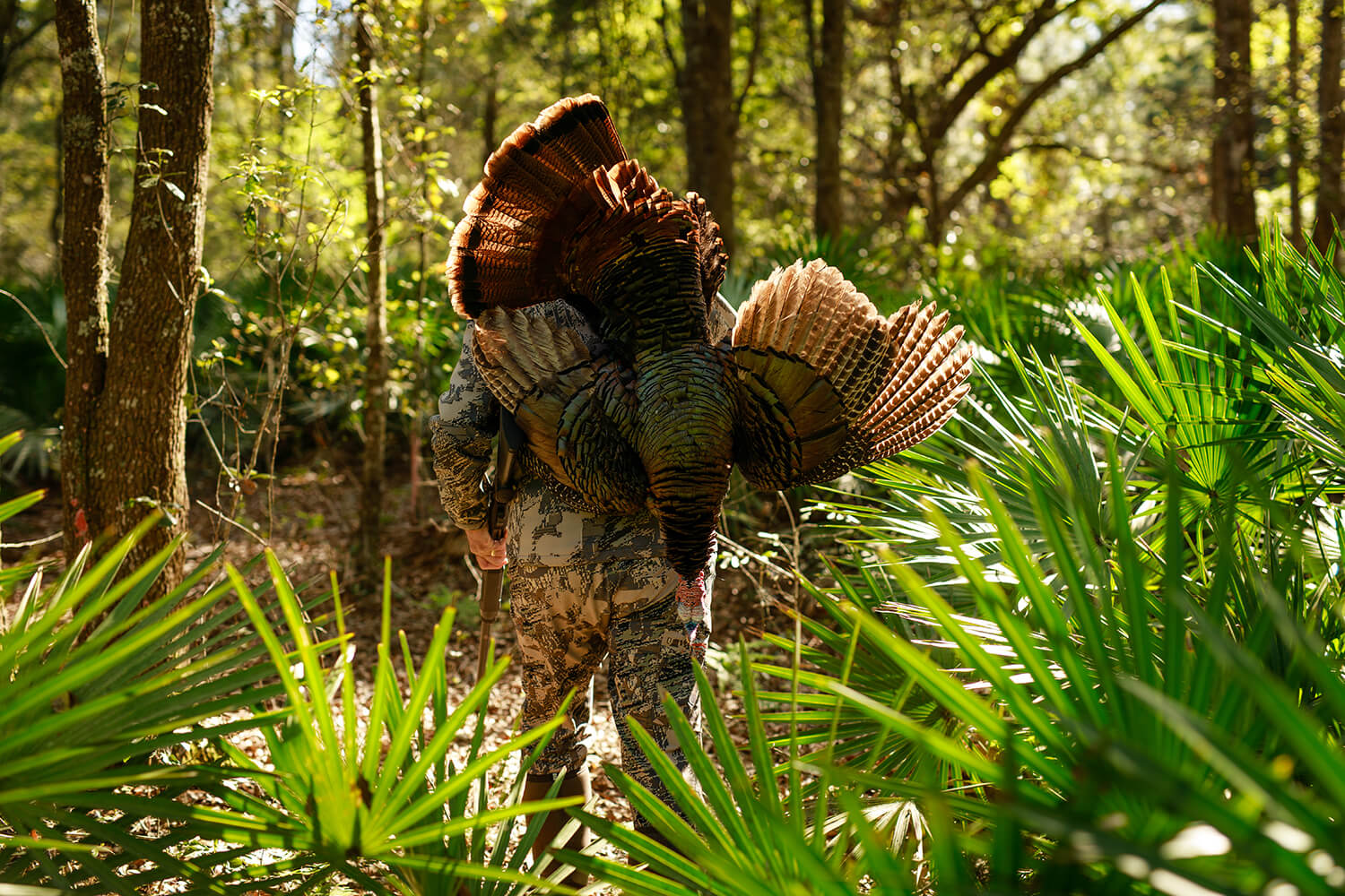 Hunter carries a turkey through the woods