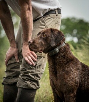 Duck dog training sales supplies