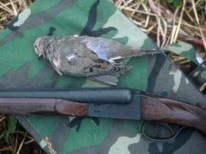 Dove laying by shotgun