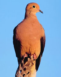 Dove sitting on a fence