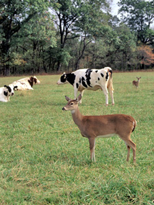 Farmland deer