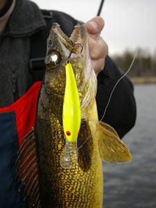 Walleye angler holding up a walleye with fishing lure attached