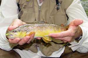 Tips for Trout Fishing With Ultralight Spinning Gear