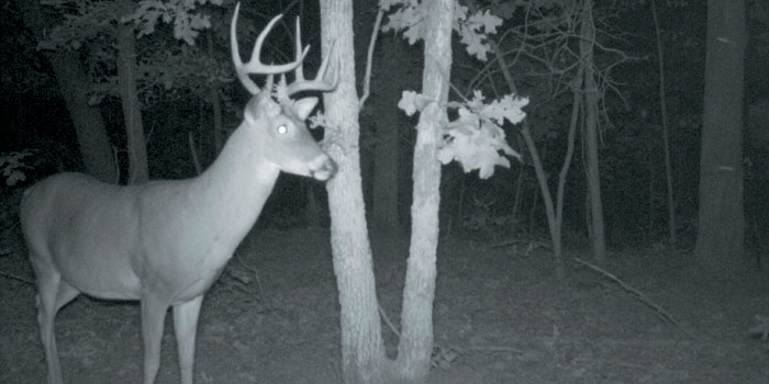 4 Tips to Remember When Setting Up Game Cameras