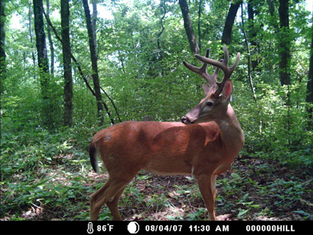 Gamer Camera shot of a deer