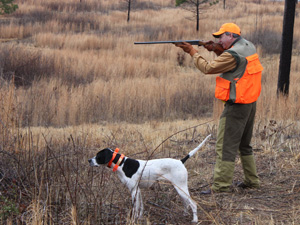 GeorgiaQuailHuntingSpringBankPlantation blog