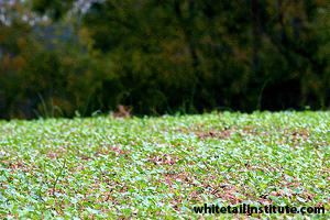 GetReadyPlantingSeason ImperialClover