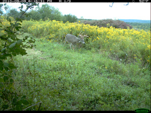 GoNativeWildlifeHabitat 7