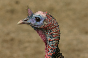 A turkey