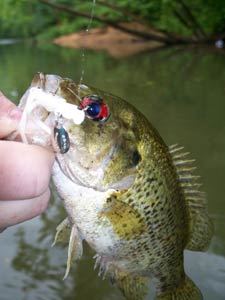 Goggle-Eye or Rock Bass Fishing Tactics