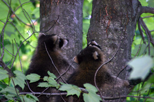 HandlingWildlifeCampVisits blog