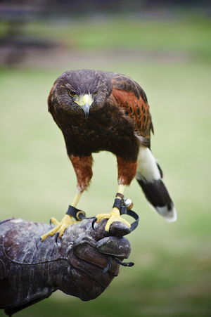 Falconry