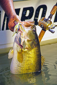 HeadwatersPrespawnBass1