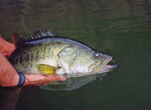 HeadwatersPrespawnBass3